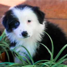 Marshmallow - Black tri-color female Australian Shepherd puppy in Belton, Texas from Brilliant Beautiful Australian Shepherds