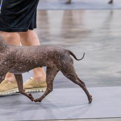 Wycked - American Hairless Terrier