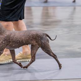 Wycked - American Hairless Terrier