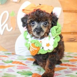 Olive - Sable female Poodle puppy in Hugo, Oklahoma from Ann R.