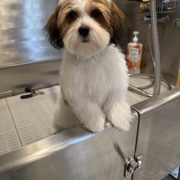 Bernedoodle, Cavapoo, Havanese, and Havapoo Puppies from Lady Paws Puppies - Cassie
