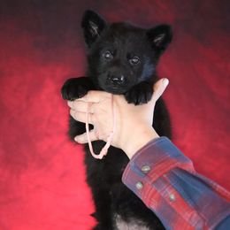 Ohana - Black female German Shepherd puppy in Augusta, West Virginia from Vom Haus Highlands