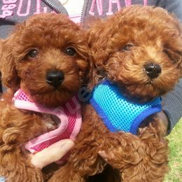 Poodles from My Rue Babies