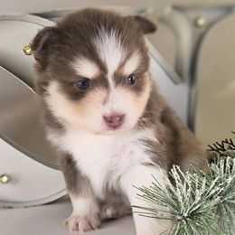Chestnut - Lavender male Pomsky puppy in Menahga, Minnesota from Mini Pomsky Puppies