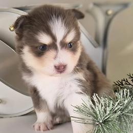 Chestnut - Lavender male Pomsky puppy in Menahga, Minnesota from Mini Pomsky Puppies
