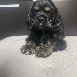 Blue collar - Black and tan male Cocker Spaniel puppy in Cleveland, Ohio from Buckeye Country Kennel