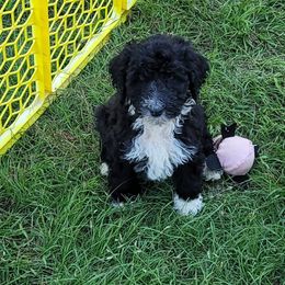 Aussiedoodle Puppies from Post Oak Doodles