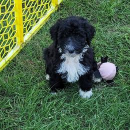 Aussiedoodle Puppies from Post Oak Doodles