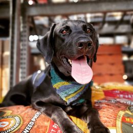 Labrador Retrievers from Peak Horizon Working Dogs