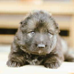 Rachel (Pink Collar) - Sable female German Shepherd puppy in Mason, Michigan from Sweet Breeze Acres