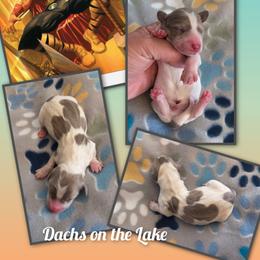 Thor - Fawn (Isabella) male Dachshund puppy in Grove, Oklahoma from Dachs on the lake