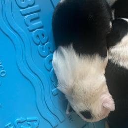 Boy 2 - Black and white male Border Collie puppy in Salem, Oregon from Croisan Creek Border Collies