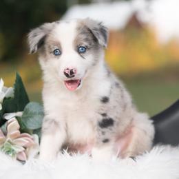 Moonbeam - Blue merle male Border Collie puppy in Conway, Missouri from 2J 2K Border Collies | Maremma Sheepdogs