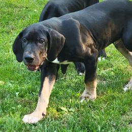 Walnut - Black Great Dane puppy in Monroe County, Pennsylvania from Poke-A-Nose Danes