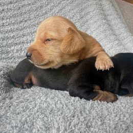 Dachshund Puppies from Carranza Puppy Farm