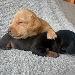Dachshund Puppies from Carranza Puppy Farm