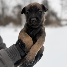 Belgian Malinois and German Shepherd Puppies from Abenteurer German Shepherds & Belgian Malinois