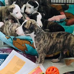 Whippet Puppies from Aristaios Farms