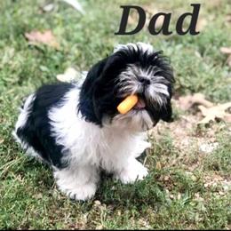 Carlos - Shih Tzu