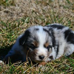 Girl 2 - female Miniature Australian Shepherd puppy in Gravette, Arkansas from DiamondR Mini Aussies @ DiamondR Farm & Kennel