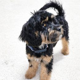 Rocky - Cavapoo