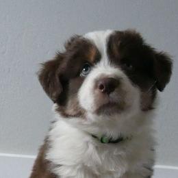 Chedder - Red tri-color male Miniature American Shepherd puppy in Santa Rosa, California from BennettValleyAussies