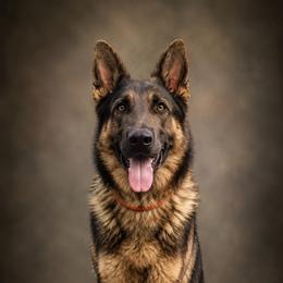 Grady - Blue male German Shepherd puppy in Virginia from Stahlhaus ( Previously Buffelbach Farmstead Shepherds)