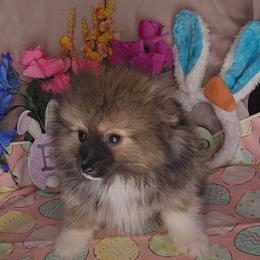 Simba - Beaver male Pomeranian puppy in Newport News, Virginia from Itty Bitty Poms