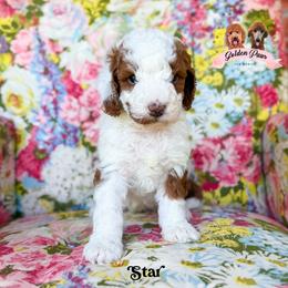 Star - female Bernedoodle puppy in Clinton, Oklahoma from Golden Paws Fur Babies
