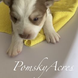Pomsky Puppies from Pomsky Acres