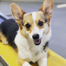 Dally - Pembroke Welsh Corgi