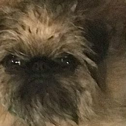 Mia - Brussels Griffon