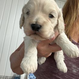 Bridget B1 - Cream male Cockapoo puppy in Haines City, Florida from Camic Cockapoos