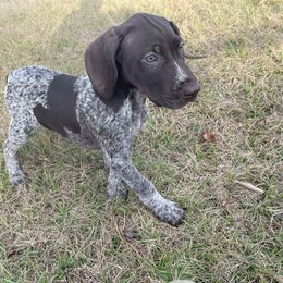 German Shorthaired Pointer and Jack Russell Terrier Puppies from Ivy Creek Kennels