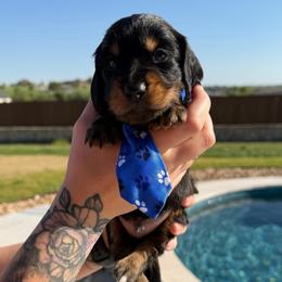 Black and Tan - Black and tan male Dachshund puppy in Fort Worth, Texas from Honey B’s Doxies