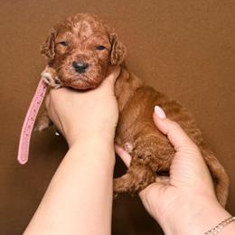 Nala - Pink Band Girl - Red  female Poodle puppy in Plainfield, New Jersey from Caris Paws Poodles and Labradoodles
