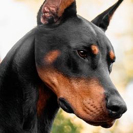 Doberman Pinschers from Melrae Dobermans