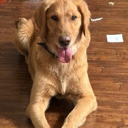 Cali - Golden Retriever