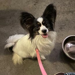 Daphne - Papillon