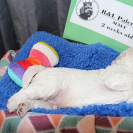 Lagotto Romagnolo Puppies from Royal and Loyal Lagotto Romagnolo