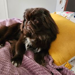 Wickett - Pekingese