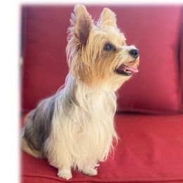Maltipoos and Yorkshire Terriers from Puppy Love Palace at HB Farm