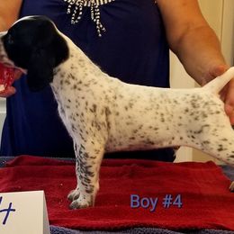 German Shorthaired Pointer Puppies from Kiroden German Shorthaired Pointers