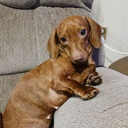 Meghan - Dachshund