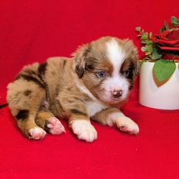 Hank - Red merle male Toy Australian Shepherd puppy in Shepherd, Texas from GAMALA Farm & Kennels