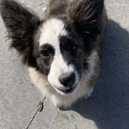 Cardigan Welsh Corgi Puppies from Luxe Cardigan Welsh Corgis