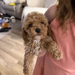 Aurora apricot boy - Apricot male Poodle puppy in Haines City, Florida from Camic Cockapoos