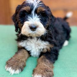 Tan collar boy - Tri-color male Bernedoodle puppy in Colorado Springs, Colorado from Mercy Mountain Bernedoodles