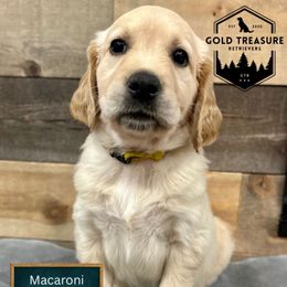 Macaroni - Golden female Golden Retriever puppy in Star, Idaho from Gold Treasure Retrievers