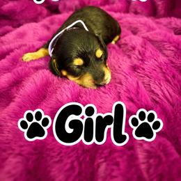 Dachshund Puppies from Dirksen Doxies